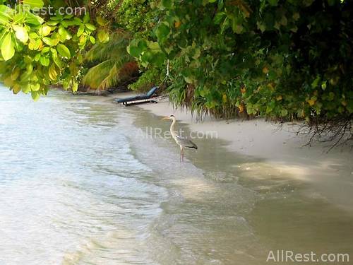 Vilamendhoo Island Resort 18